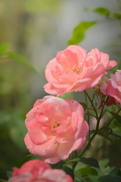 Rosas Jardín Rosas Son Hermosas Con Hermoso Día Soleado —  Fotos de Stock