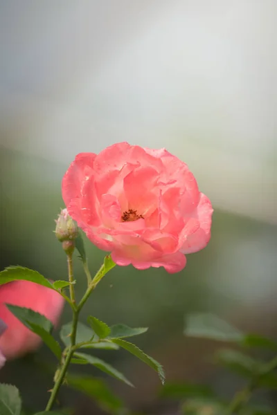 Roses Dans Jardin Les Roses Sont Belles Avec Une Belle — Photo