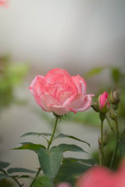 Bahçedeki güller, güzel güneşli bir günde güller güzeldir..