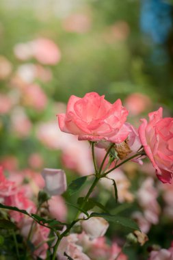 Bahçedeki güller, güzel güneşli bir günde güller güzeldir..