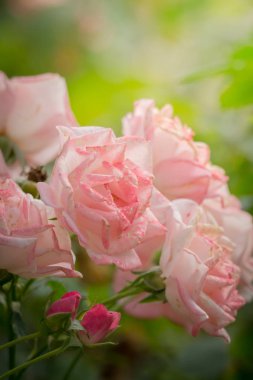 Bahçedeki güller, güzel güneşli bir günde güller güzeldir..