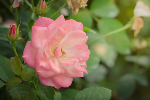 Rosas Jardín Rosas Son Hermosas Con Hermoso Día Soleado — Foto de Stock