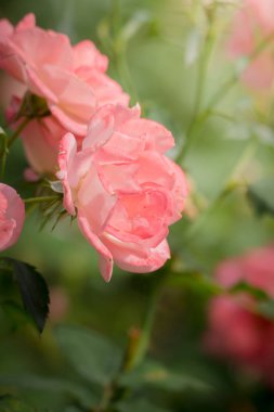 Bahçedeki güller, güzel güneşli bir günde güller güzeldir..