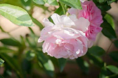 Bahçedeki güller, güzel güneşli bir günde güller güzeldir..