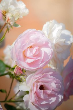 Bahçedeki güller, güzel güneşli bir günde güller güzeldir..