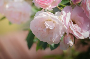 Bahçedeki güller, güzel güneşli bir günde güller güzeldir..