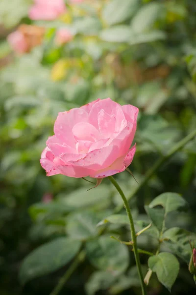 Rozen Tuin Rozen Zijn Mooi Met Een Mooie Zonnige Dag — Stockfoto