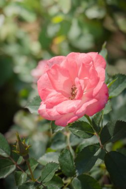 Bahçedeki güller, güzel güneşli bir günde güller güzeldir..