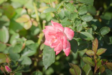 Bahçedeki güller, güzel güneşli bir günde güller güzeldir..