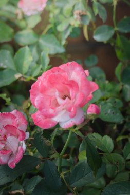 Bahçedeki güller, güzel güneşli bir günde güller güzeldir..