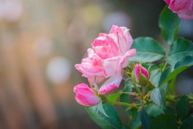 Bahçedeki güller, güzel güneşli bir günde güller güzeldir..