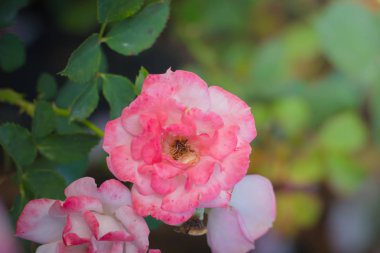 Bahçedeki güller, güzel güneşli bir günde güller güzeldir..