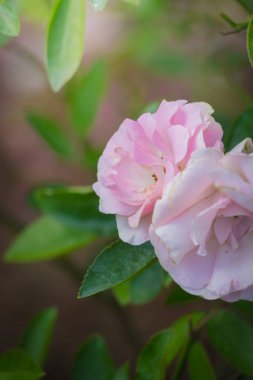 Bahçedeki güller, güzel güneşli bir günde güller güzeldir..