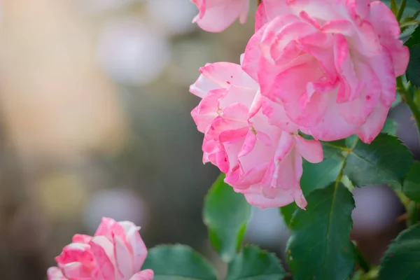 Rosen Garten Rosen Sind Schön Mit Einem Schönen Sonnigen Tag — Stockfoto
