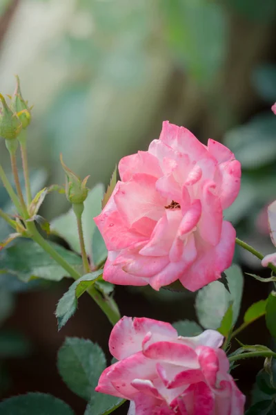 Bahçedeki Güller Güzel Güneşli Bir Günde Güller Güzeldir — Stok fotoğraf