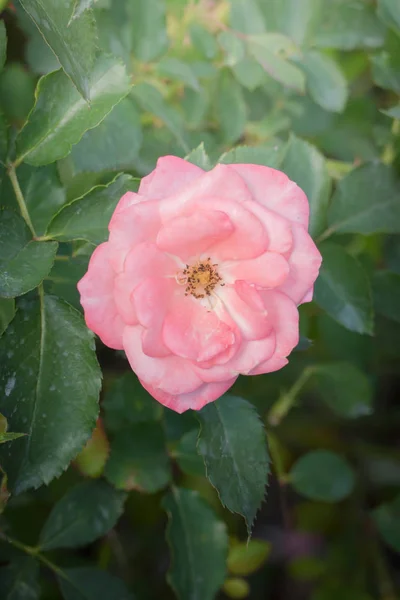 Roses Dans Jardin Les Roses Sont Belles Avec Une Belle — Photo