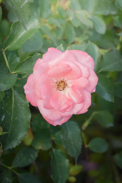 Rosas Jardín Rosas Son Hermosas Con Hermoso Día Soleado — Foto de Stock