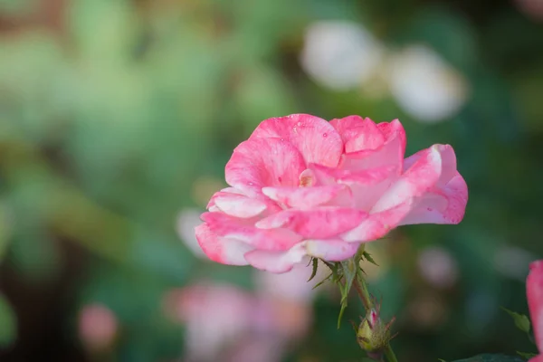 Rosas Jardín Rosas Son Hermosas Con Hermoso Día Soleado — Foto de Stock