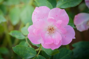 Bahçedeki güller, güzel güneşli bir günde güller güzeldir..