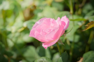 Bahçedeki güller, güzel güneşli bir günde güller güzeldir..