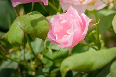 Bahçedeki güller, güzel güneşli bir günde güller güzeldir..