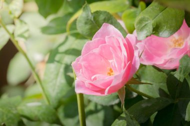 Bahçedeki güller, güzel güneşli bir günde güller güzeldir..