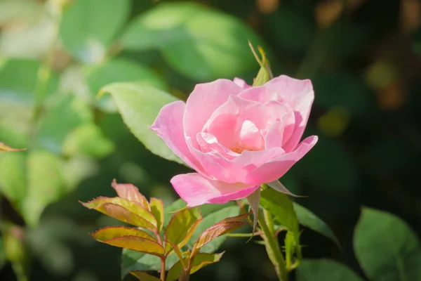 Roses Dans Jardin Les Roses Sont Belles Avec Une Belle — Photo