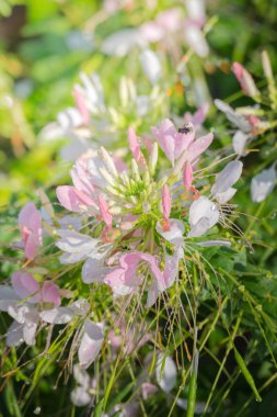 Renkli çiçeklerin arkaplan resmi, arka plan doğası