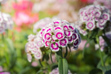 Renkli çiçeklerin arkaplan resmi, arka plan doğası