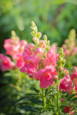 Renkli çiçeklerin arkaplan resmi, arka plan doğası