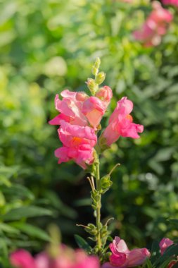 Renkli çiçeklerin arkaplan resmi, arka plan doğası