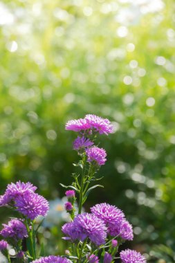 Renkli çiçeklerin arkaplan resmi, arka plan doğası