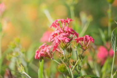 Renkli çiçeklerin arkaplan resmi, arka plan doğası