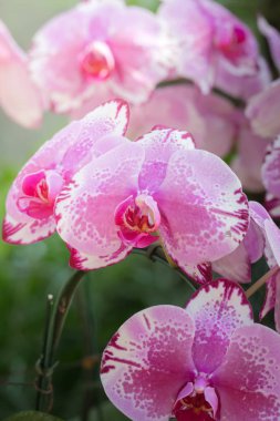 Renkli çiçeklerin arkaplan resmi, arka plan doğası