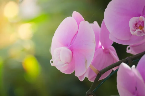 Imagen Fondo Las Flores Colores Naturaleza Fondo — Foto de Stock