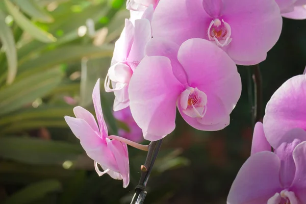 Imagen Fondo Las Flores Colores Naturaleza Fondo — Foto de Stock