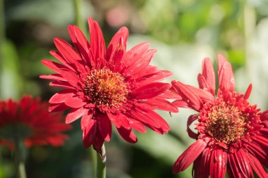 Renkli çiçeklerin arkaplan resmi, arka plan doğası