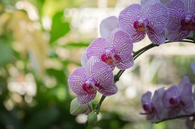 Renkli çiçeklerin arkaplan resmi, arka plan doğası