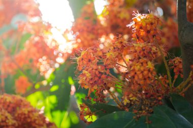 Renkli çiçeklerin arkaplan resmi, arka plan doğası