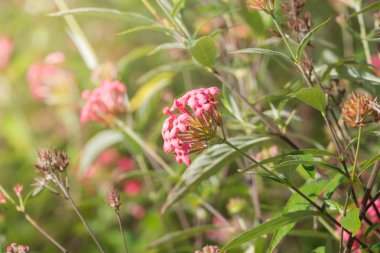 Renkli çiçeklerin arkaplan resmi, arka plan doğası