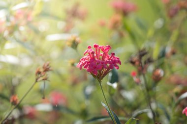 Renkli çiçeklerin arkaplan resmi, arka plan doğası