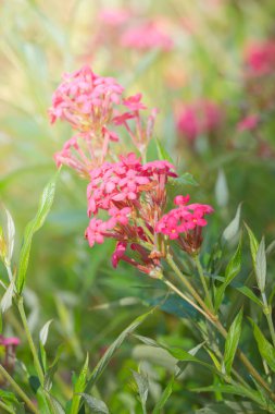 Renkli çiçeklerin arkaplan resmi, arka plan doğası
