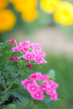 Renkli çiçeklerin arkaplan resmi, arka plan doğası