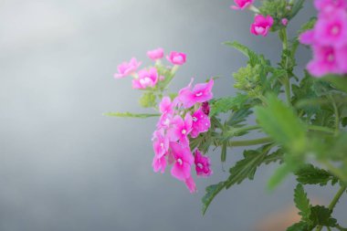 Renkli çiçeklerin arkaplan resmi, arka plan doğası