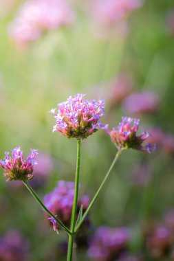 Renkli çiçeklerin arkaplan resmi, arka plan doğası