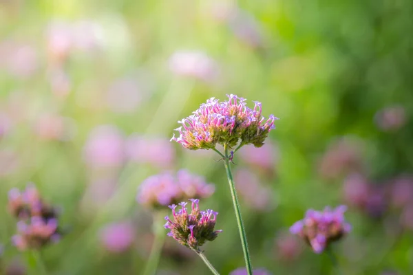 Imagen Fondo Las Flores Colores Naturaleza Fondo — Foto de Stock