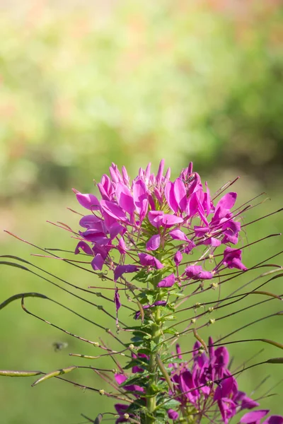 Immagine Sfondo Dei Fiori Colorati Sfondo Natura — Foto Stock