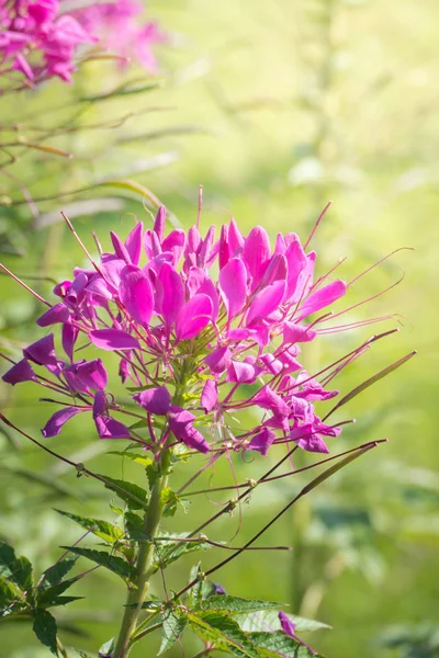 Imagem Fundo Das Flores Coloridas Natureza Fundo — Fotografia de Stock