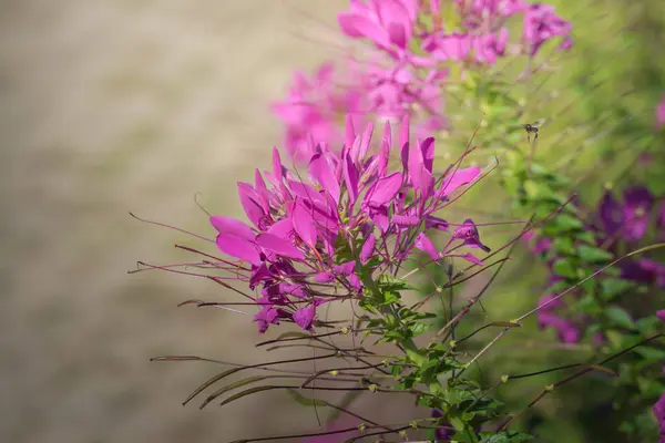 Imagem Fundo Das Flores Coloridas Natureza Fundo — Fotografia de Stock