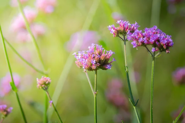 Imagen Fondo Las Flores Colores Naturaleza Fondo — Foto de Stock